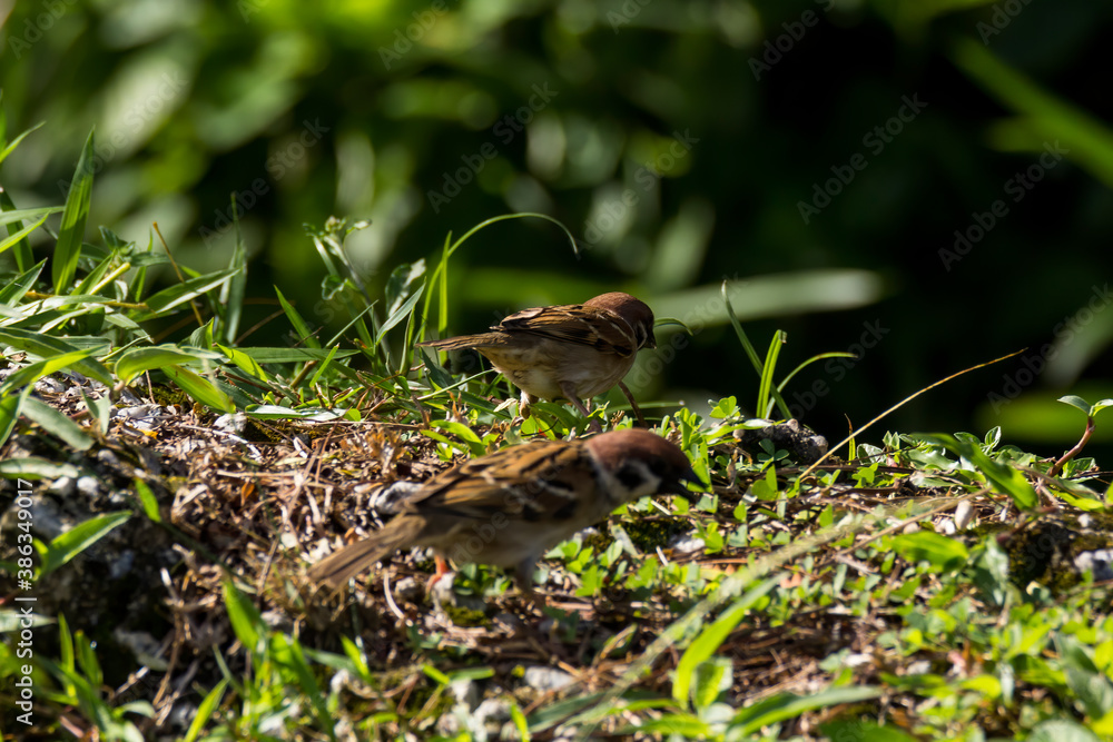 House Sparrow (Passer domesticus) in nature House Sparrow (Passer domesticus) in nature