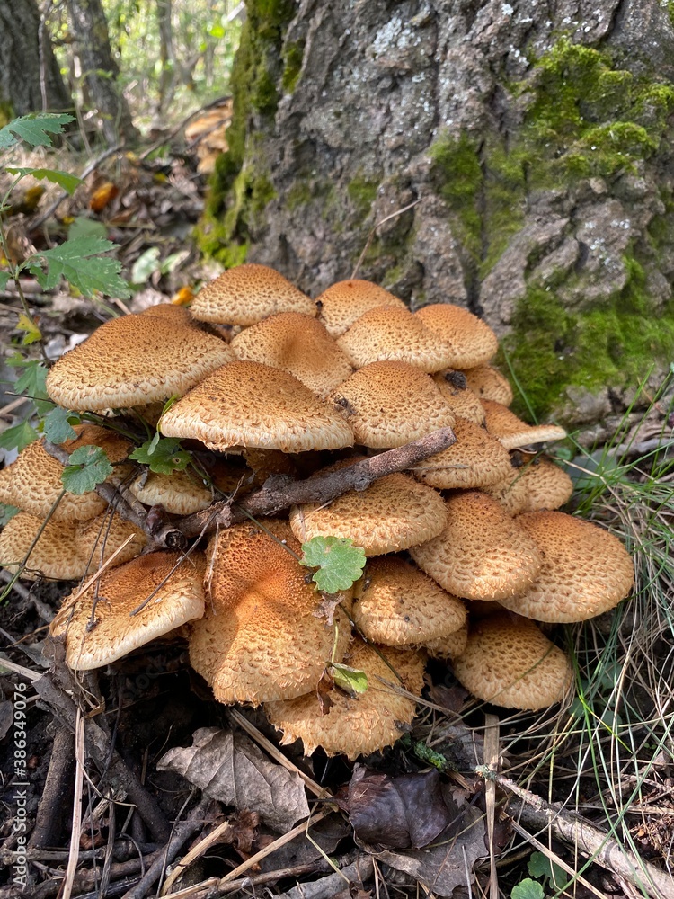 mushrooms in the forest