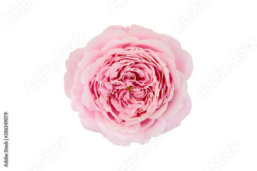 Top view of pink rose isolated on white background