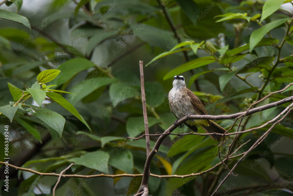 bulbul bird perched on a twig in nature bulbul bird perched on a twig in nature