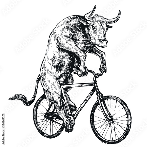 Bull rides a bicycle engraving style sketch for a print on a t-shirt.