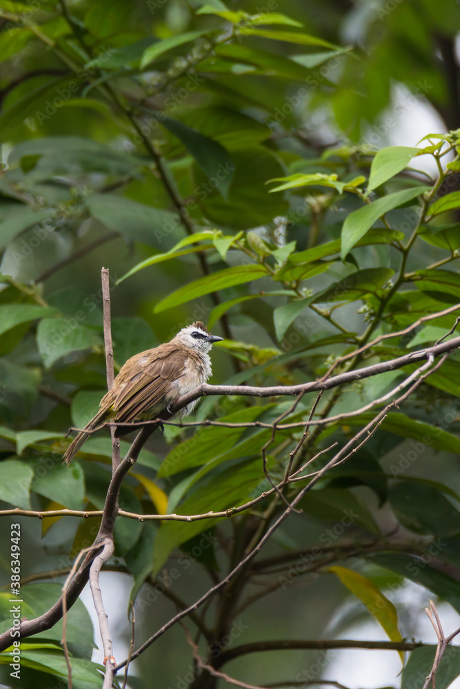 bulbul bird perched on a twig in nature bulbul bird perched on a twig in nature