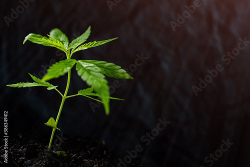 small plant of cannabis seedlings at the stage of vegetation planted in the ground in the sun, exceptions of cultivation an indoor marijuana for medical purposes. Marijuana leaves on dark background.