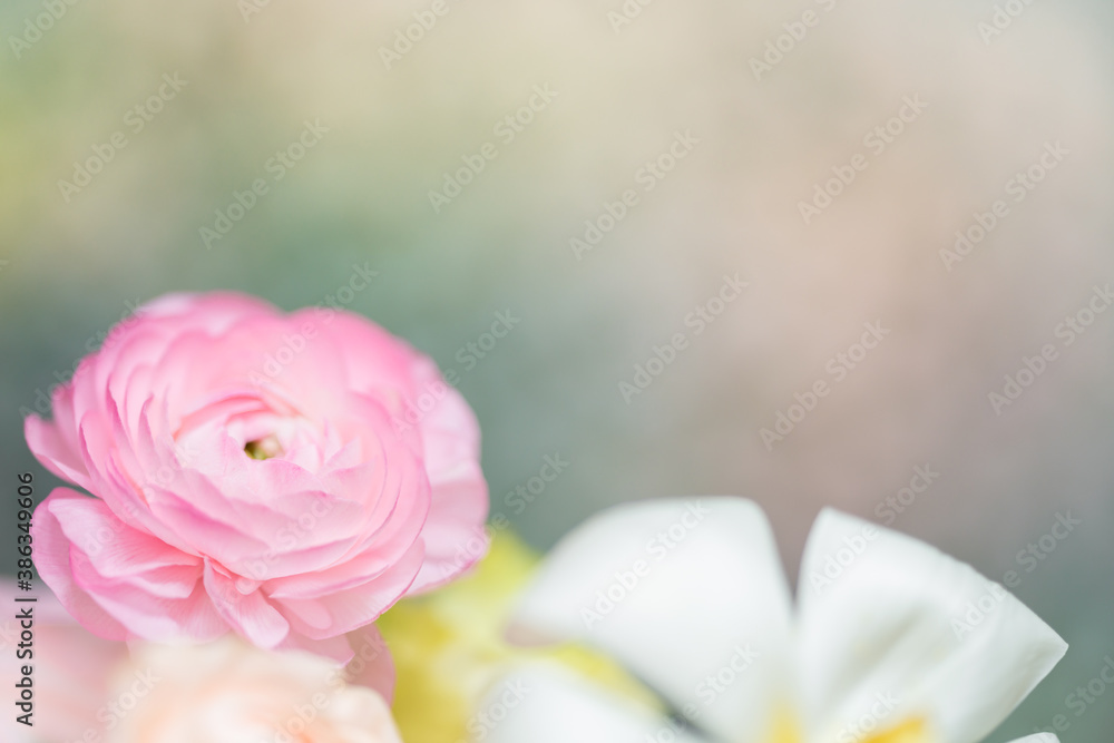 Nature of ranunculus pink flower in garden using as background natural wallpaper