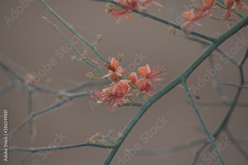 Capparis decidua, known in Hindi as karira or kerda, is a useful plant in its marginal habitat. Its spicy fruits are used for preparing vegetables photo