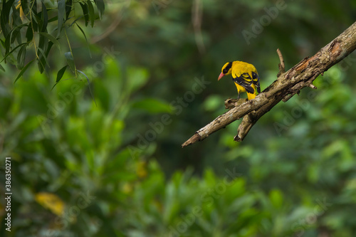 Black-naped oriole (Oriolus chinensis) perch on twig