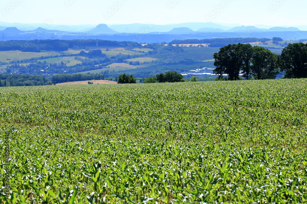 Young corn plants in a field, Maize Agricultural and farm concept. Young corn plants in a field, Maize Agricultural and farm concept.