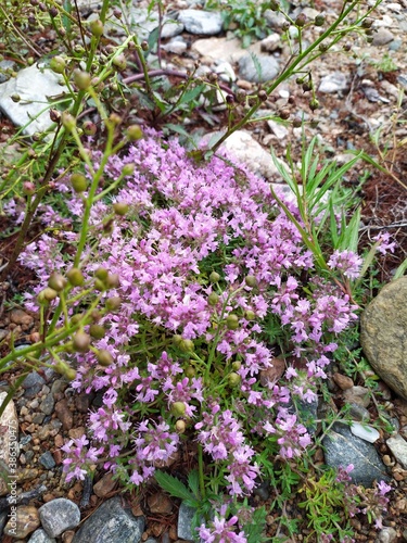 flowers in the garden