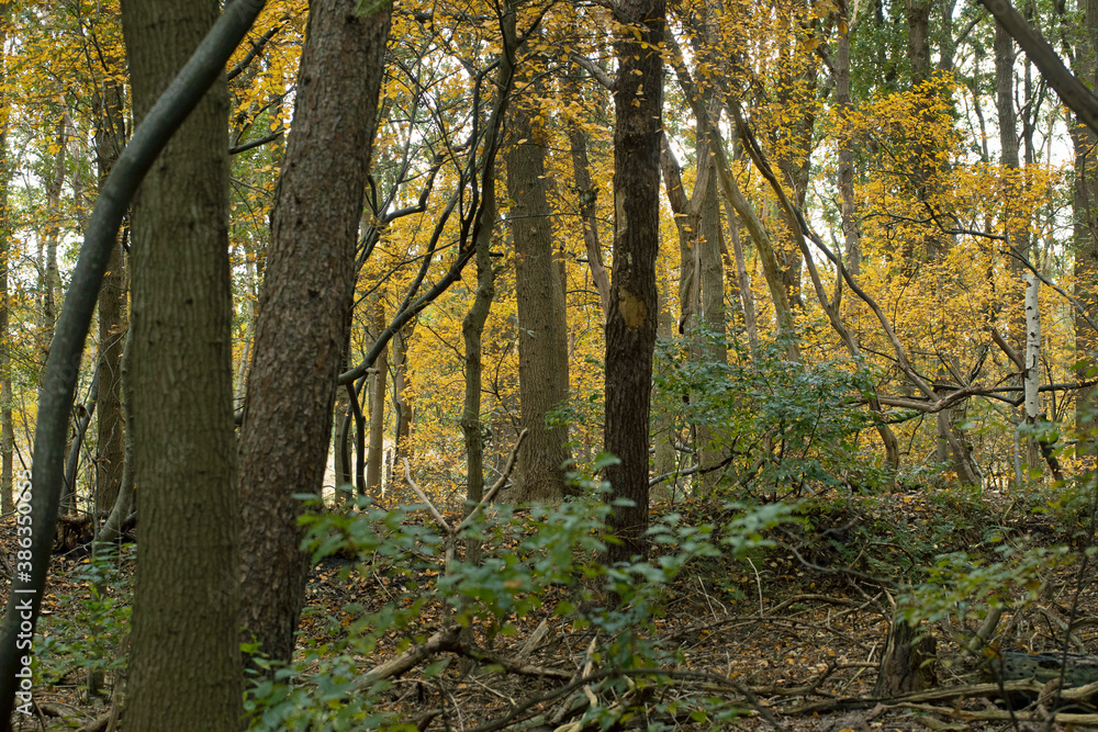 Harvest. Autumn. Autumn colors. Forest. Lakeweidenweg. Havelte. Drenthe Netherlands.