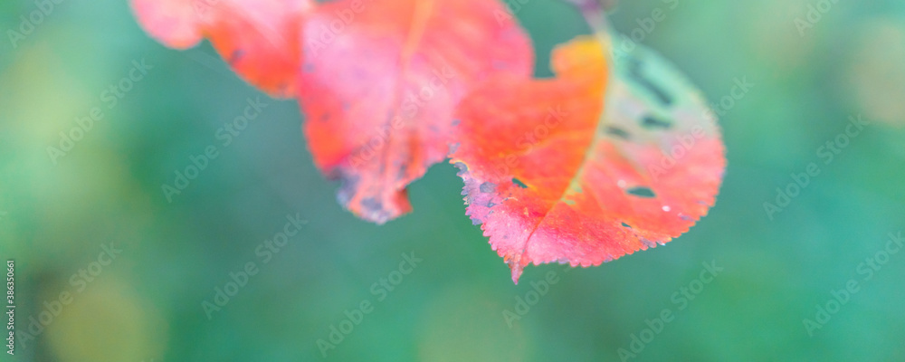 red autumn leaves among yellow foliage, blurry background red autumn leaves among yellow foliage, blurry background