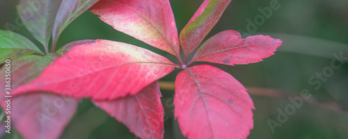 red autumn leaves among yellow foliage, blurry background