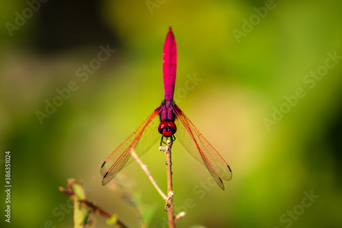 A Scarlet Dragonfly on  a twig photo