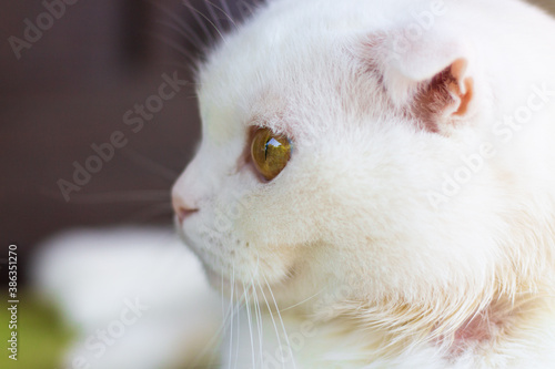 portrait of a white fluffy fold cat with amber eyes in profile, scottish fold cat close up