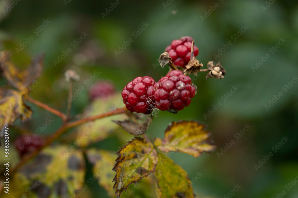 Blackberry. Harvest. Autumn. Autumn colors. Forest. Lakeweidenweg. Havelte. Drenthe Netherlands.