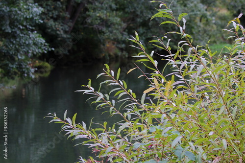 Pflanzen an einem Flußlauf in Oberfranken