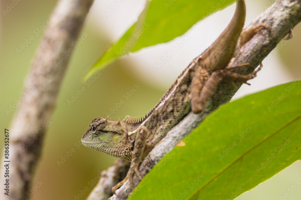 oriental garden lizard in nature oriental garden lizard in nature