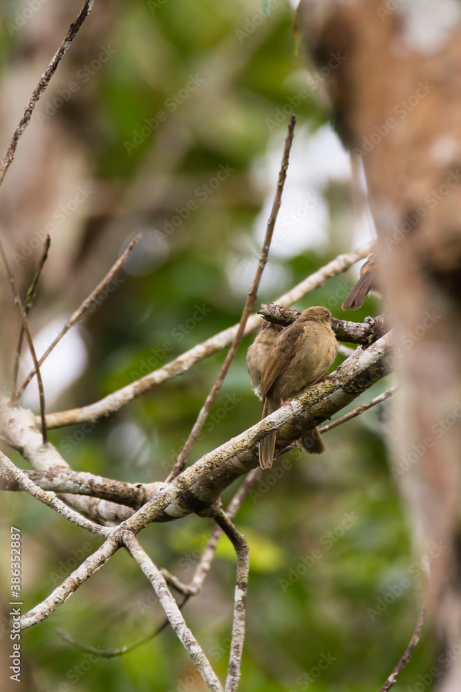 bulbul bird perched on a twig in nature