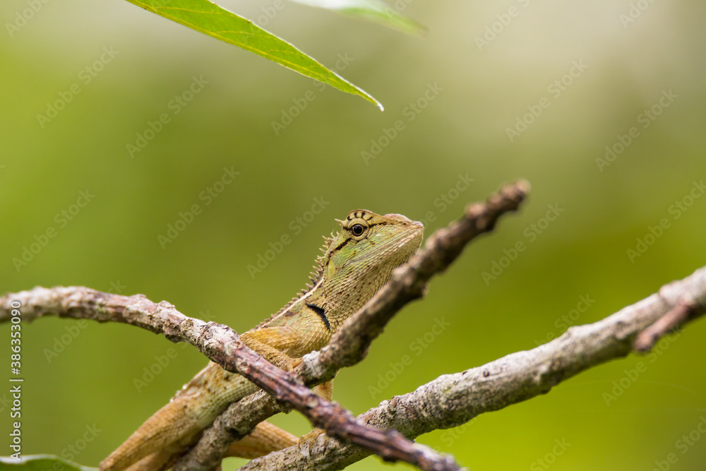 oriental garden lizard in nature oriental garden lizard in nature