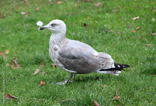 young seagull on the green grass in autumn