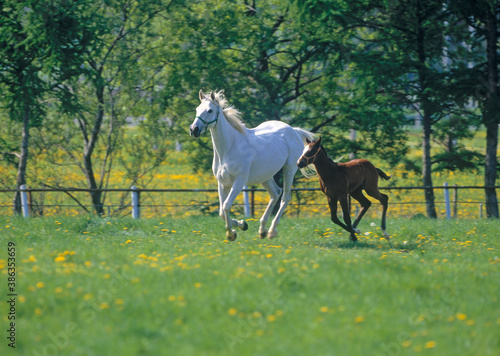 走る白馬と親子 © Paylessimages