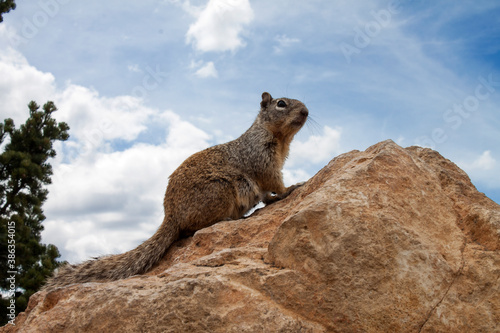 squirrel in grand canyon