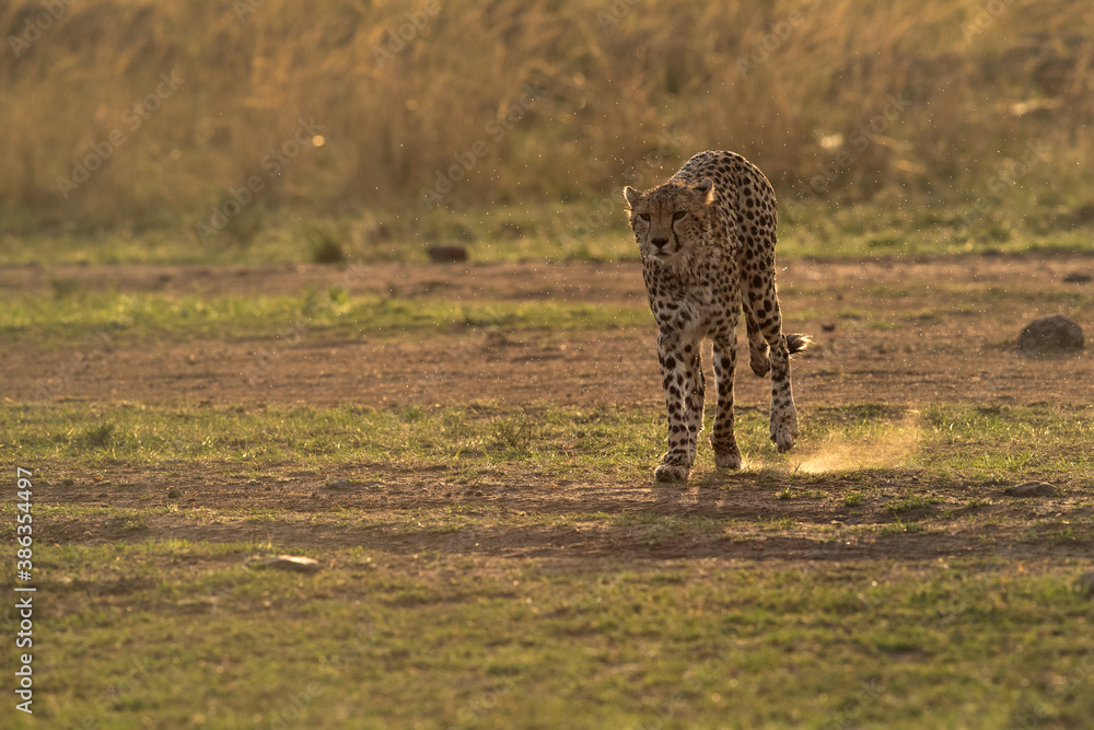 A wet Cheetah in the evening light at Masai Mara, Kenya A wet Cheetah in the evening light at Masai Mara, Kenya