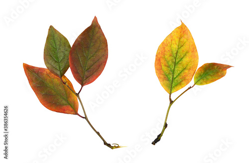 Autumn twig with colorful l...