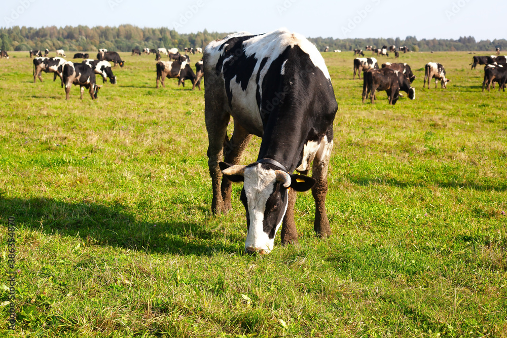 Fototapeta premium A bull in a field in a pasture, against a blue sky and a herd of other bulls in the distance. Agriculture concept. 