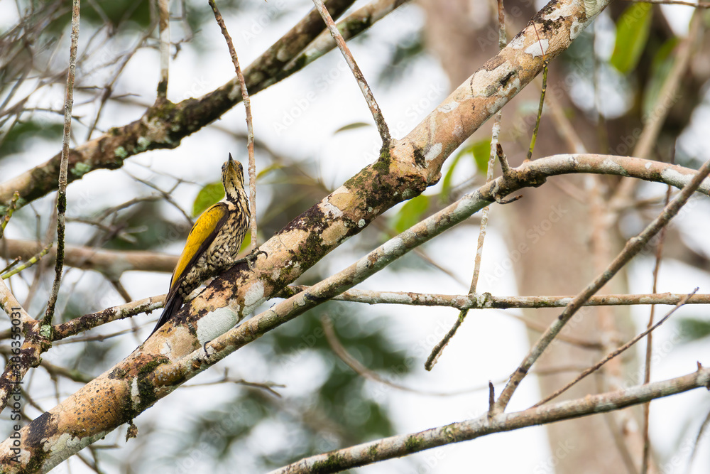 view of a Laced Woodpecker (Picus vittatus) view of a Laced Woodpecker (Picus vittatus)