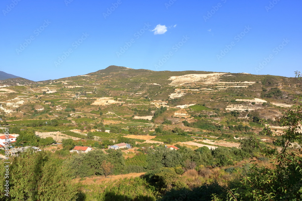 Obraz premium Vineyards on the slopes of the Troodos Mountains near Agios Amvrosios. Sunny summer day in Cyprus.