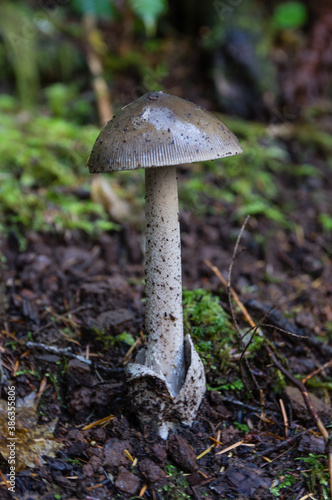 LBJ - Little Brown Jobber. A mushroom grows in the forest.