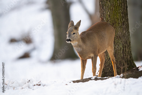 Fototapeta Naklejka Na Ścianę i Meble -  Roe deer, capreolus capreolus, doe looking aside in forest in wintertime nature with copy space. Wild mammal female watching in white woodland. Brown animal standing in snowy environment.