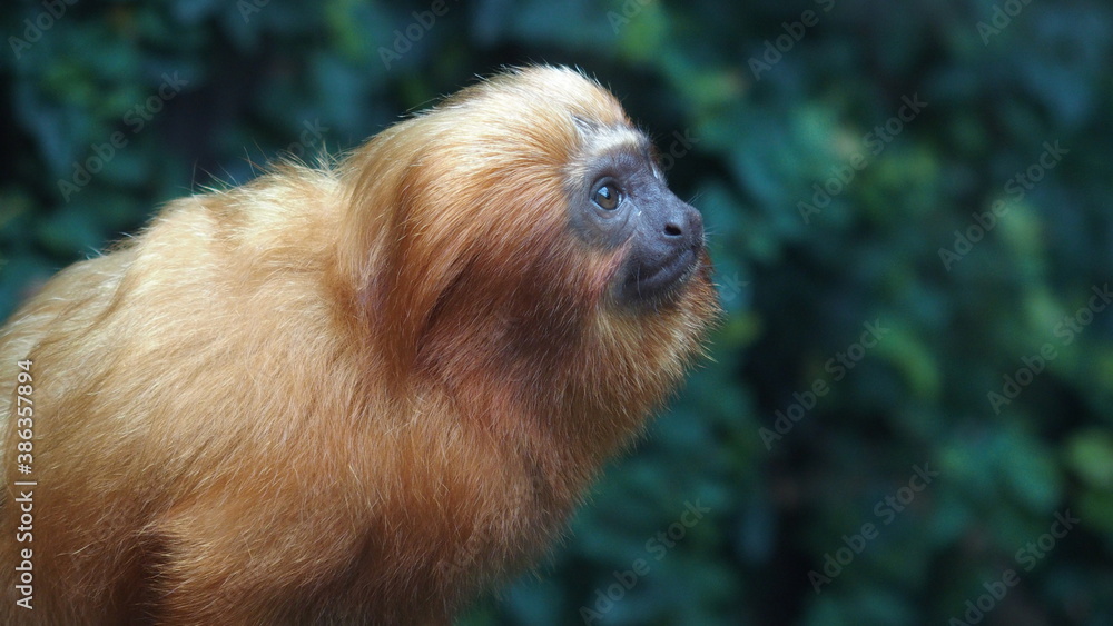 golden lion tamarin golden lion tamarin