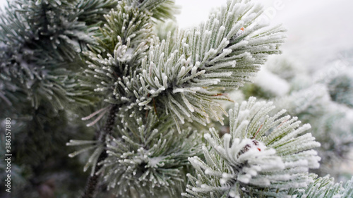 snow-covered branches of a Christmas tree. christmas background. pine branches covered with white snow © Artem