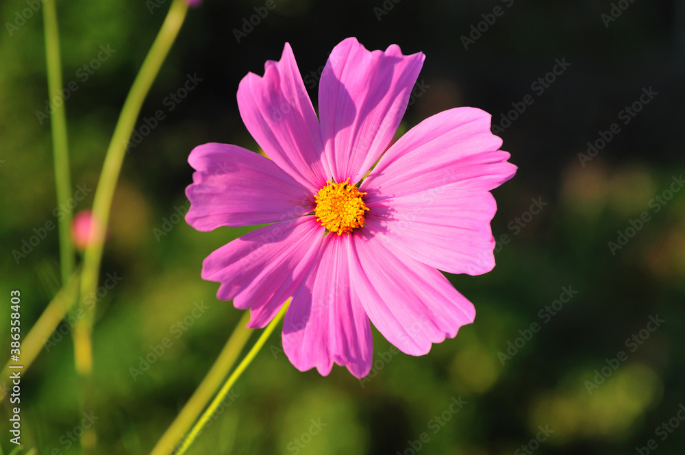 Fototapeta premium コスモス