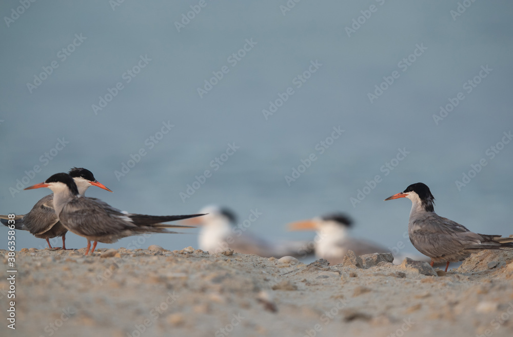 White-cheeked Terns at Busaiteen coast, Bahrain. Bokeh of Greater crested tern are at the backdrop. White-cheeked Terns at Busaiteen coast, Bahrain. Bokeh of Greater crested tern are at the backdrop.