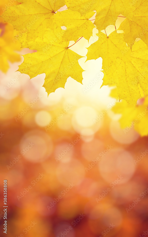 autumn background with maple leaves autumn background with maple leaves