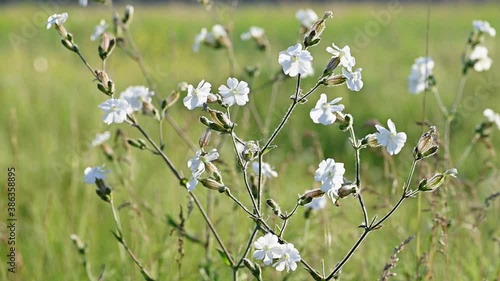 Slow motion white campion flower