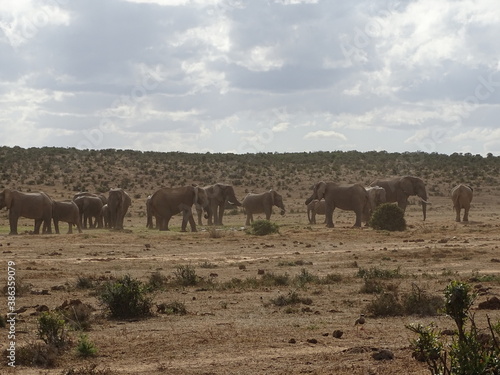 Elephants at Addo National Parc South Africa