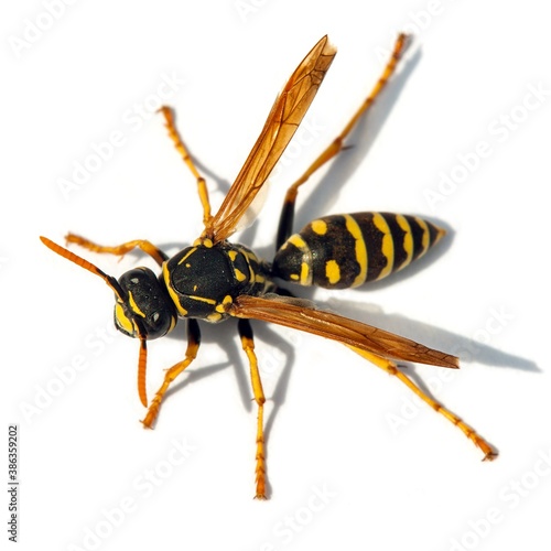 wasp or German yellowjacket isolated on white background