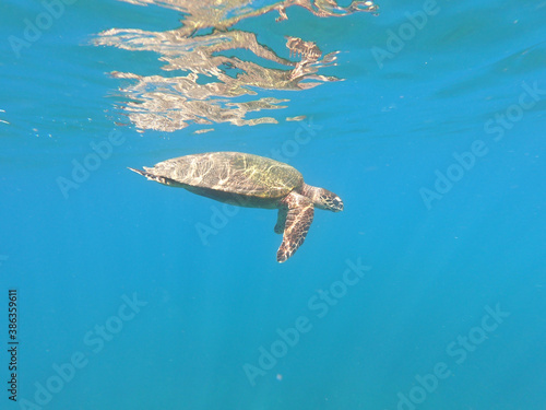Tortuga marina nadando en la superficie con reflejo en el agua