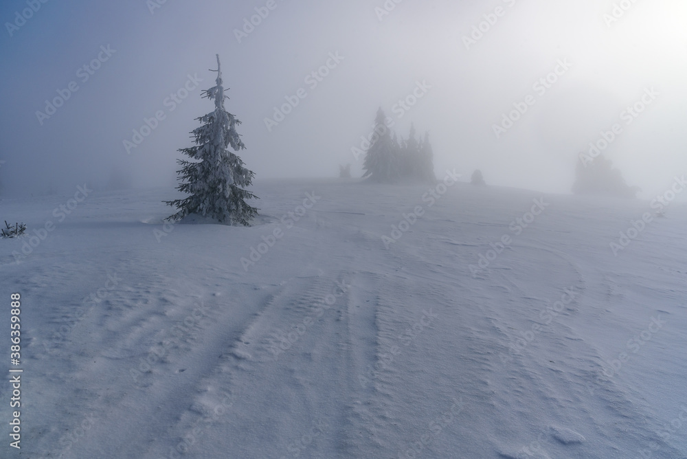 misty winter mountains with snow and small trees