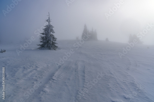 misty winter mountains with snow and small trees