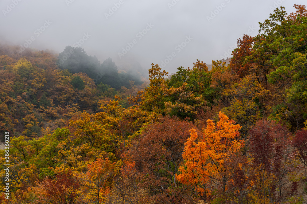 Autumn tree tops in the fog. Autumn colorful background with colorful trees. Wallpaper background picture layout of a sad autumn landscape greeting card. Thick fog in the mountains of Crimea.