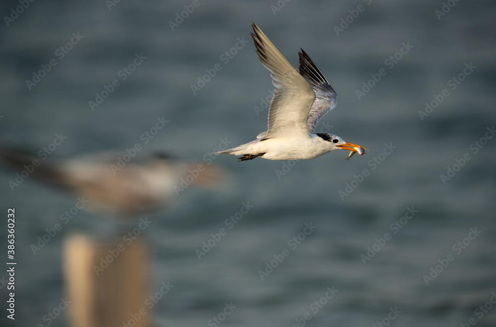 Greater Crested Terns flying with a fish catch at Busaiteen coast, Bahrain Greater Crested Terns flying with a fish catch at Busaiteen coast, Bahrain