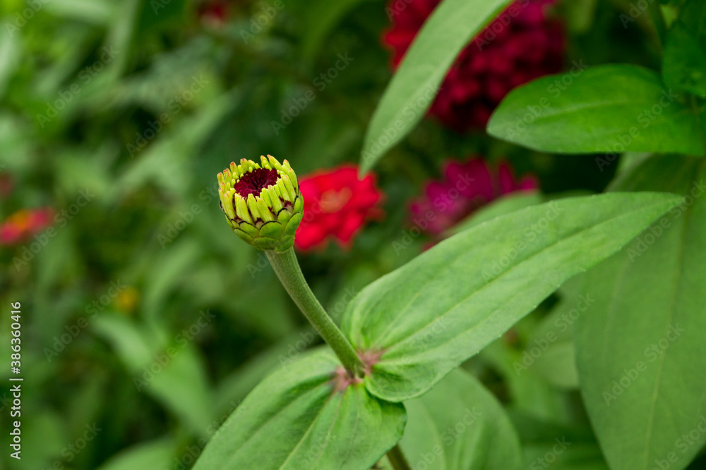 Zinnia elegans flowers , common zinnia or elegant zinnia in the garden. Zinnia elegans flowers , common zinnia or elegant zinnia in the garden.
