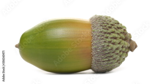 Green acorn, oak nut isolated on white background