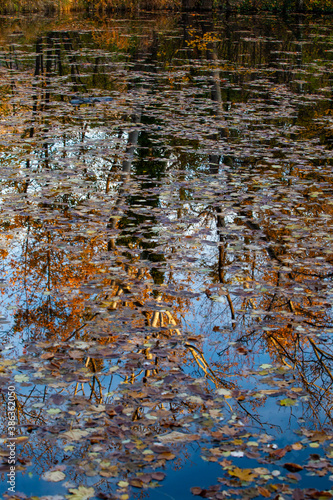 pond in autumn forest .autumn nature 