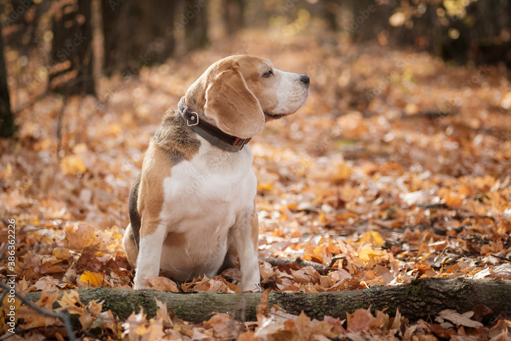 Beagle dog on a walk in the autumn Park