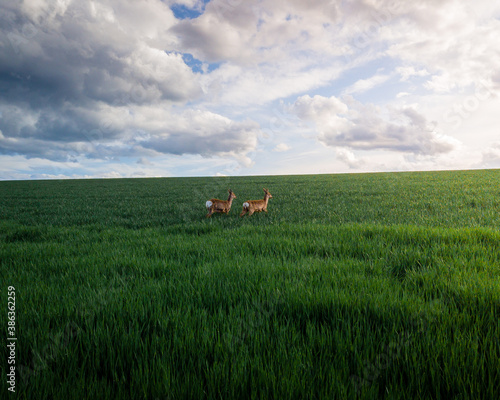 Deers in the middle of a field © Raveneyes
